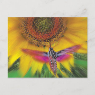 witte spinnex briefkaart