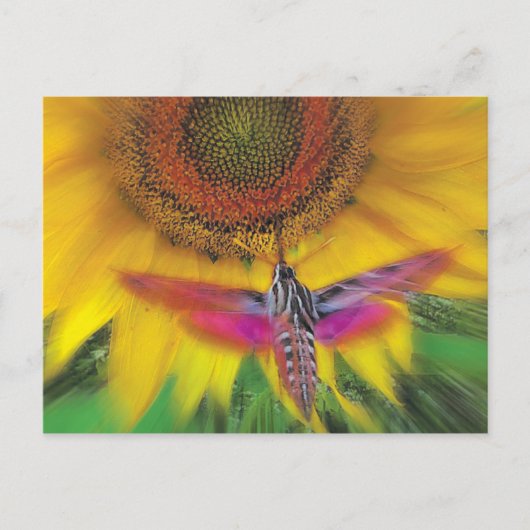 witte spinnex briefkaart (Voorkant)