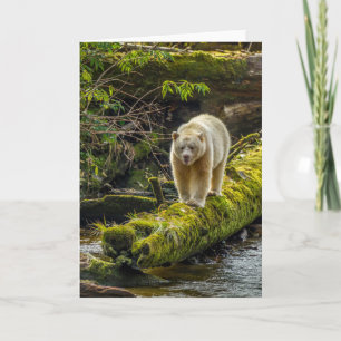 Witte Spirit Bear Brits-Columbia, Canada Kaart