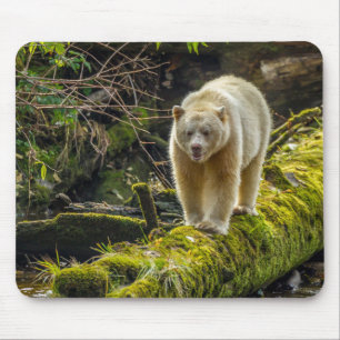 Witte Spirit Bear   Brits-Columbia, Canada Muismat