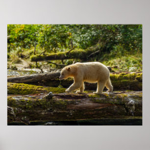Witte Spirit Bear jaagt Poster