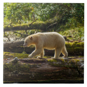 Witte Spirit Bear Jaagt Tegeltje