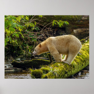 Witte Spirit Bear Poster