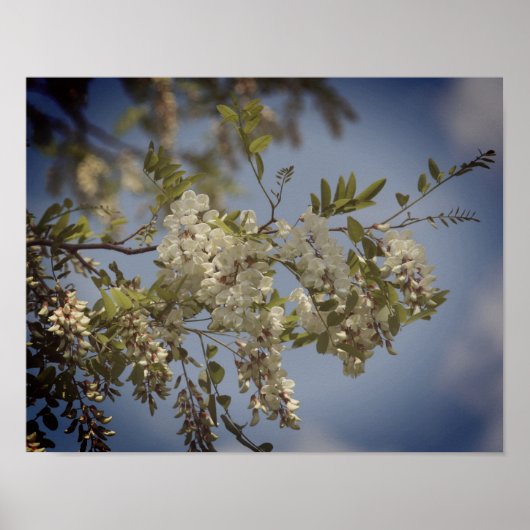 Witte sprinkhanenbloesems getint poster (Voorkant)