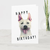 Witte Staffordshire Bull Terrier Hond | Birthday