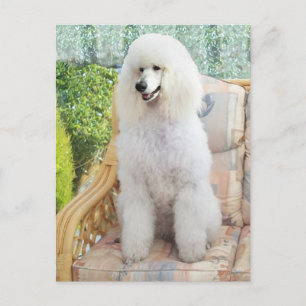 Witte Standaardpoedel Briefkaart