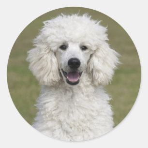 Witte standaardportaaldog ronde sticker