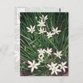 witte ster van Bethlehem (Ornithogalum Umbellatum) Briefkaart (Voorkant / Achterkant)