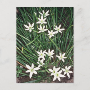 witte ster van Bethlehem (Ornithogalum Umbellatum) Briefkaart