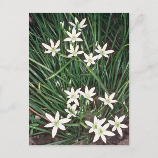witte ster van Bethlehem (Ornithogalum Umbellatum) Briefkaart (Voorkant)