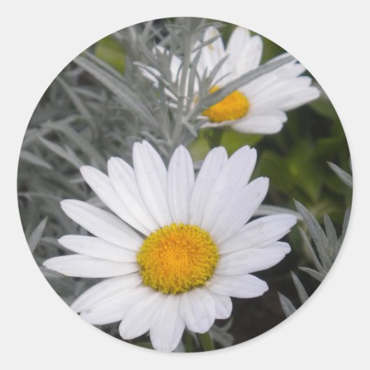 Witte Stickers van Shasta Daises (w/Gold) (Voorkant)