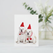 Witte stieren briefkaart (Staand voorkant)