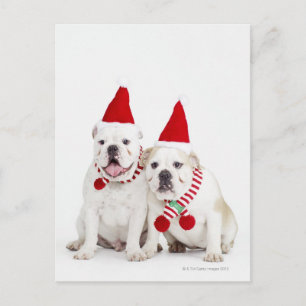 Witte stieren briefkaart