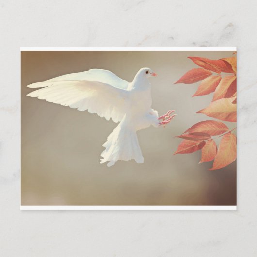 witte stip briefkaart (Voorkant)