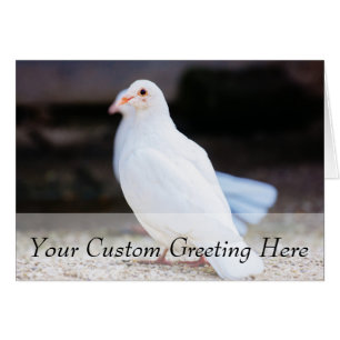 Witte stip, vogelfoto