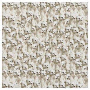 Witte stokstaartjes, stof