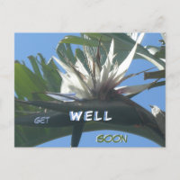 Witte Strelitzia Bloem Beterschap Wenskaart