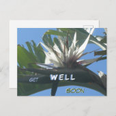 Witte Strelitzia Bloem Beterschap Wenskaart Briefkaart (Voorkant / Achterkant)