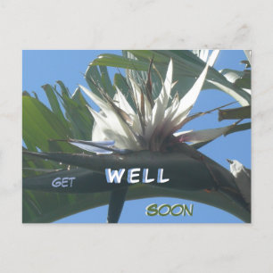Witte Strelitzia Flower Get Well Soon Briefkaart
