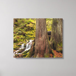 Witte takwaterval, Oregon Cascades, Oregon Canvas Afdruk