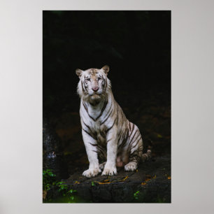 WITTE TIGER POSTER