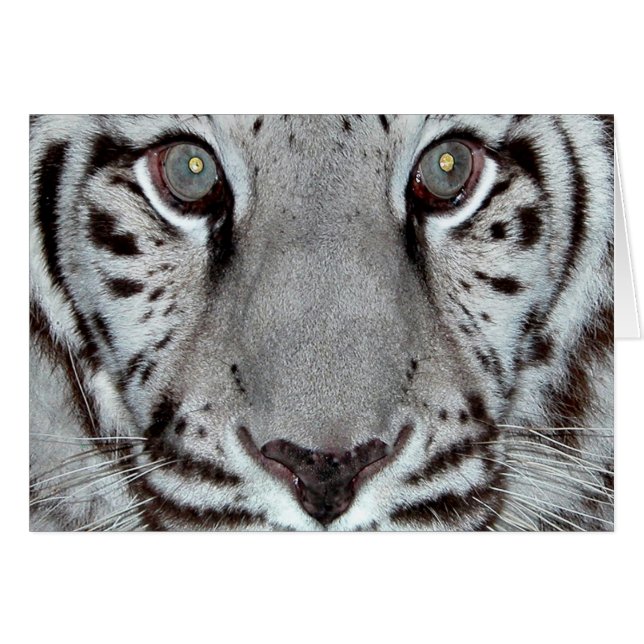 Witte tijger (Voorkant Horizontaal)