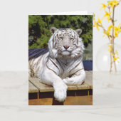 Witte Tijger 9 de Kaart van de Nota (Gele Bloem)