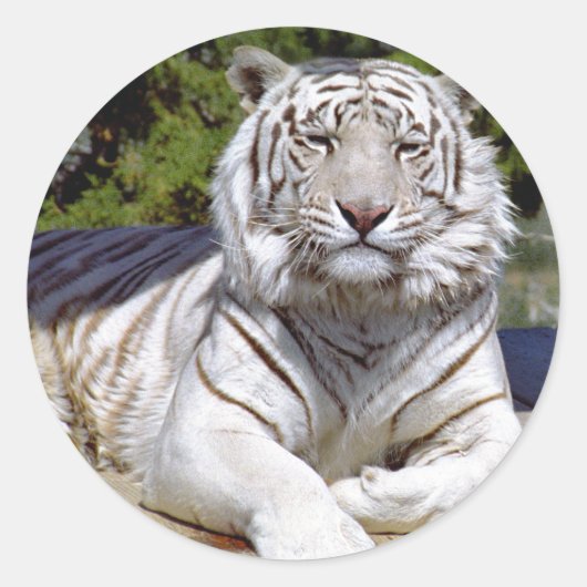 Witte Tijger 9 Stickers (Voorkant)