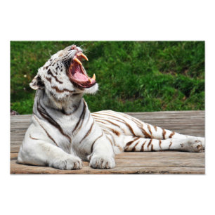 Witte Tijger, Bengaalse Tijger Foto Afdruk