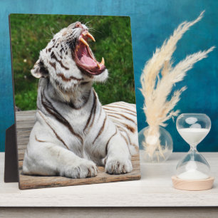 Witte Tijger, Bengaalse Tijger Foto Plaque Fotoplaat