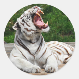 Witte Tijger, Bengaalse Tijger Sticker