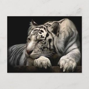 Witte tijger briefkaart