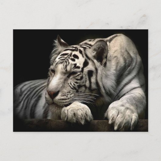Witte tijger briefkaart (Voorkant)
