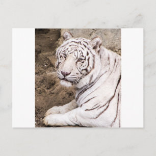 Witte tijger briefkaart