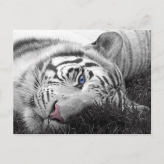 Witte tijger briefkaart