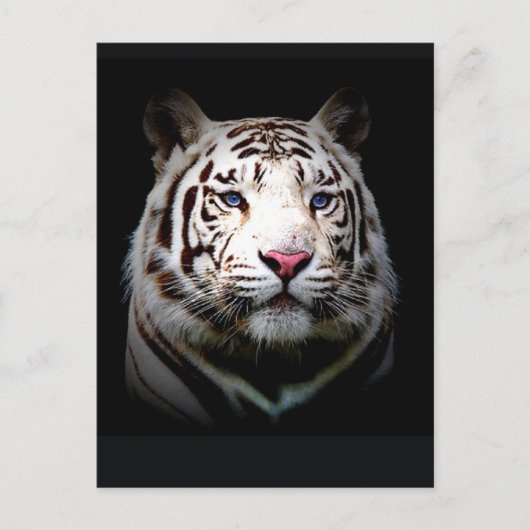 Witte Tijger Briefkaart (Voorkant)