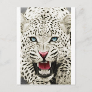 witte tijger briefkaart