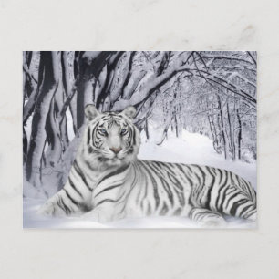 Witte tijger briefkaart