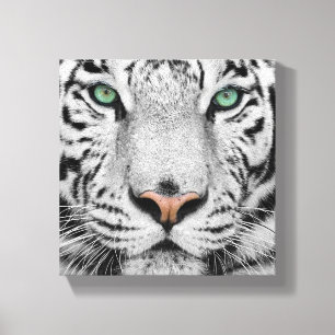 Witte tijger canvas afdruk