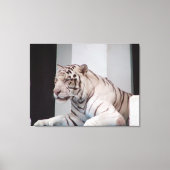 Witte tijger canvas afdruk (Voorkant)