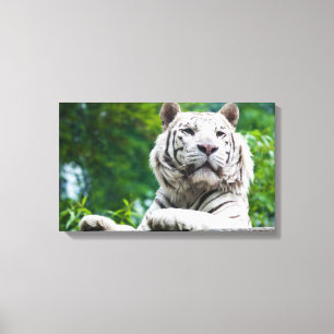 Witte Tijger canvas print