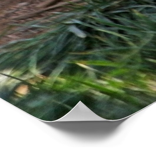 Witte tijger- en lenpenningen poster (Hoek)