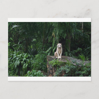 Witte tijger in de Oerwoud Briefkaart