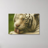 Witte tijger in een persoonlijk verzorgingsritueel canvas afdruk (Voorkant)
