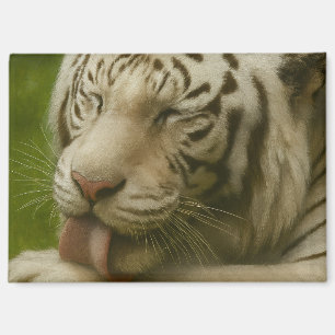 Witte tijger in een persoonlijk verzorgingsritueel magneet