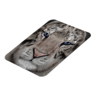 Witte Tijger Kop Wilde Dieren Esthetiek Magneet