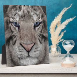 Witte Tijger Kop Wilde Schoonheid Fotoplaat