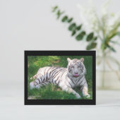 Witte tijger met blauw oogmerk in het begin briefkaart (Staand voorkant)