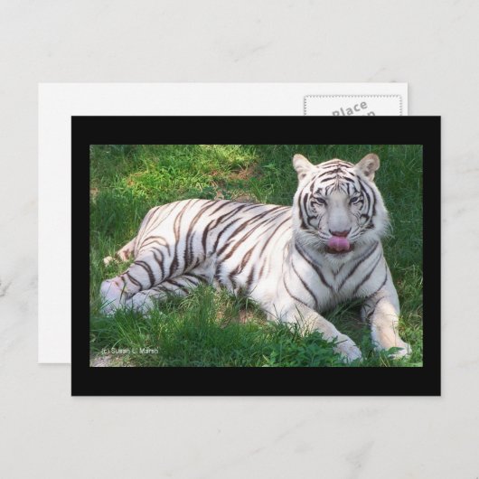 Witte tijger met blauw oogmerk in het begin briefkaart (Voorkant / Achterkant)
