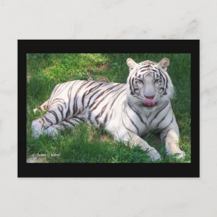 Witte tijger met blauw oogmerk in het begin briefkaart